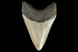 Fossil Megalodon Tooth - North Carolina #98981-2